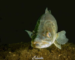 Snoekbaars, pike-perch by Eduard Bello 